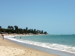 Pau Amarelo